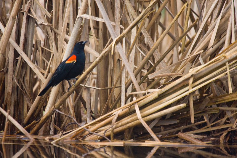 Red-Winged Blackbird In Reeds